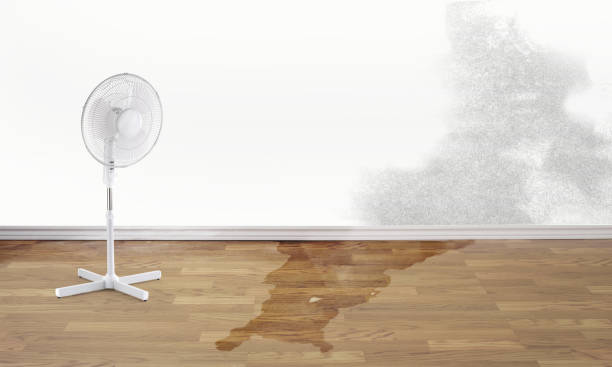Best Local water damage restoration  in Caledonia, MI